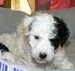 Bichpoo (Poochon) puppies for sale 