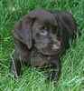 Lab puppies for sale