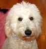 Labradoodle puppies for sale 
