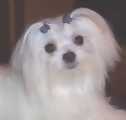 Maltese puppies for sale
