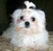 Maltese dog breeder
