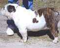 English Bulldog puppies for sale