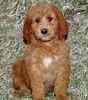 Labradoodle puppies for sale  