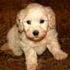 Goldendoodle pupipes for sale