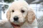 Goldendoodle puppies