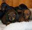 Miniature Dachshund puppies for sale