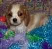 Cavalier King Charles Spaniel puppies for sale