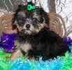 Maltipoo puppies for sale 
