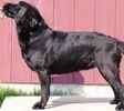 Labrador Retriever puppies for sale 