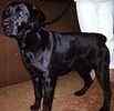 Labrador Retriever puppies for sale 