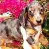 Dachshund puppies for sale