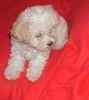 Toy Poodle puppies for sale