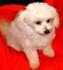 Maltese puppies