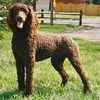 Poodle puppies for sale 