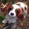 Cavalier King Charles Spaniel puppies for sale
