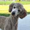 Standard Poodle puppies for sale