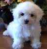 Classified ad for Maltese breeder