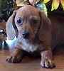 Dachshund puppies for sale