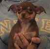 Chihuahua puppies for sale