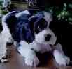 Cavalier King Charles Spaniels