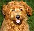 Goldendoodle puppies for sale