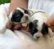 Shih Tzu puppies for sale
