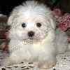 Maltese pups
