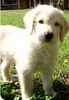 Labradoodle puppies for sale