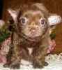 Chihuahua puppies for sale