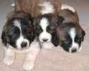 Saint Bernard puppies for sale