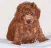Toy Poodle puppies for sale