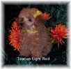 Toy Poodle puppies for sale
