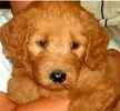 Goldendoodle puppies for sale
