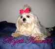 Classified ad for Maltese dogs