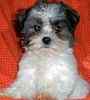 Maltipoo puppies for sale