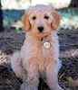 Goldendoodle puppies for sale