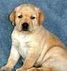 Labrador puppies for sale