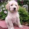 Goldendoodle puppies for sale