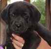 Labrador Retriever puppies for sale