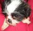 Shih Tzu puppies for sale 