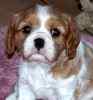 Cavalier King Charles Spaniel puppies for sale