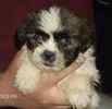 Shih Tzu puppies for sale 