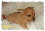 Chihuahua puppies