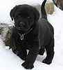 Labrador Retriever puppies for sale 