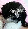 Shih Tzu puppies for sale