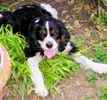 Cavalier King Charles Spaniel puppies for sale 
