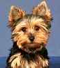 Biewer Yorkshire Terrier puppies for sale