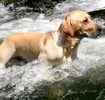 Labrador Retriever puppies for sale 