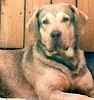 Chesapeake Bay Retriever Stud Services