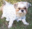 Shih Tzu puppies for sale